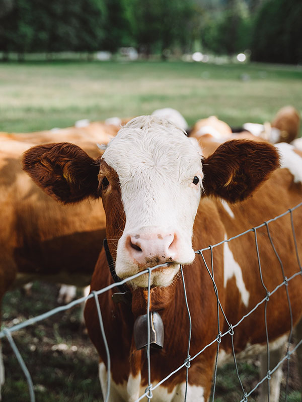 alex-azabache-dAgQK0-k7E0-unsplash