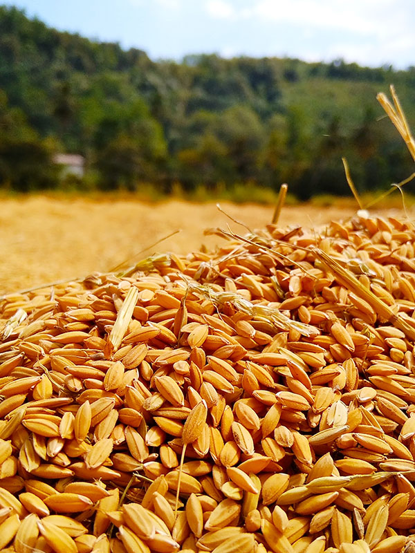 shalitha-dissanayaka-w-iVGVdZvt4-unsplash