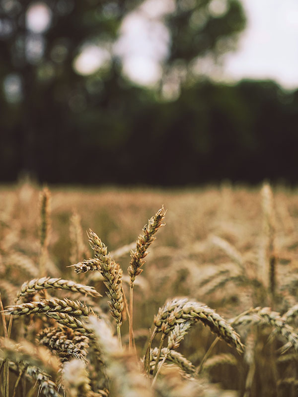 tim-krauss-R17B1Ewairc-unsplash